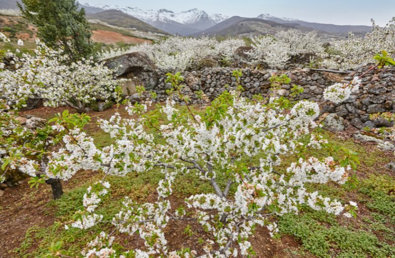 Spring Season in Spain